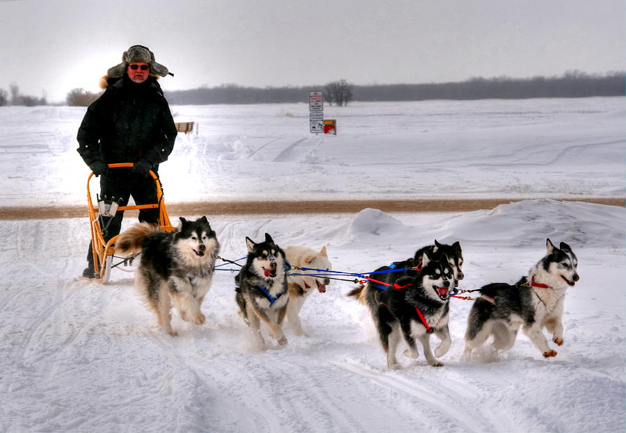 Canadian Dogsled Team Photograph by Larry Trupp