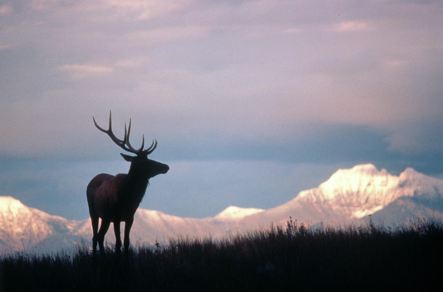 Animal Photograph - Canadian Elk Cervus Canadensis by Animal Images