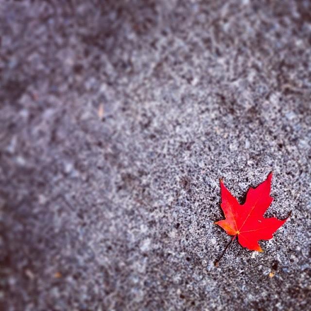 Canadian Fall In A Concrete Jungle Photograph by Mason Byrne