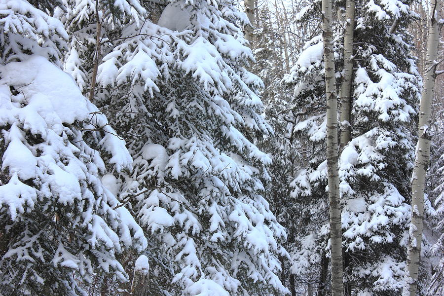 Canadian Forest - Winter Snowfall Photograph by Jim Sauchyn