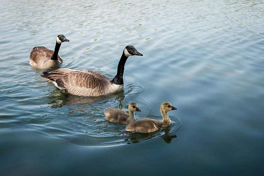 Canadian Geese Photograph by © Justin Lo