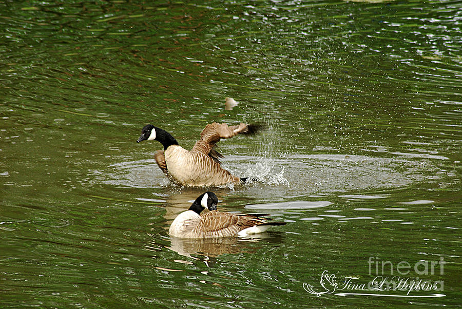Canadian Geese 20120515_208a Photograph by Tina Hopkins