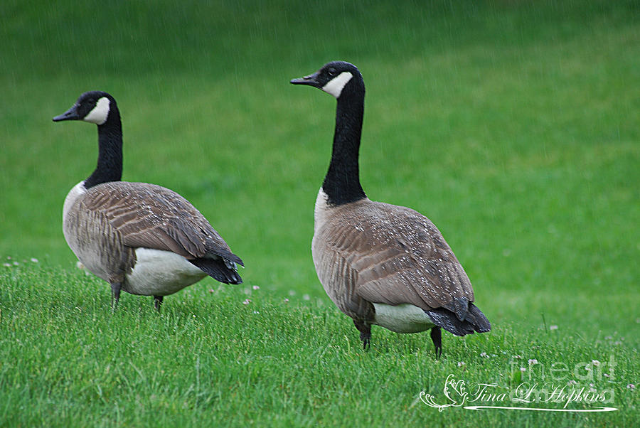 Canadian Geese 20120515_5a Photograph by Tina Hopkins