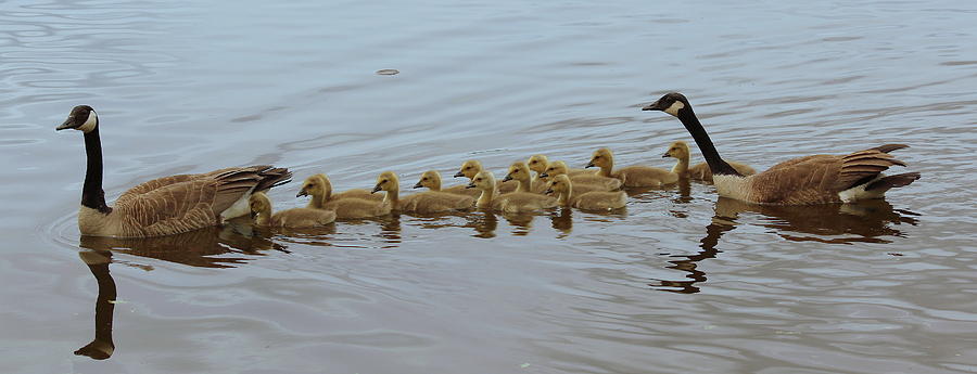 Canadian Geese and Babies Photograph by Rosanne Jordan - Pixels