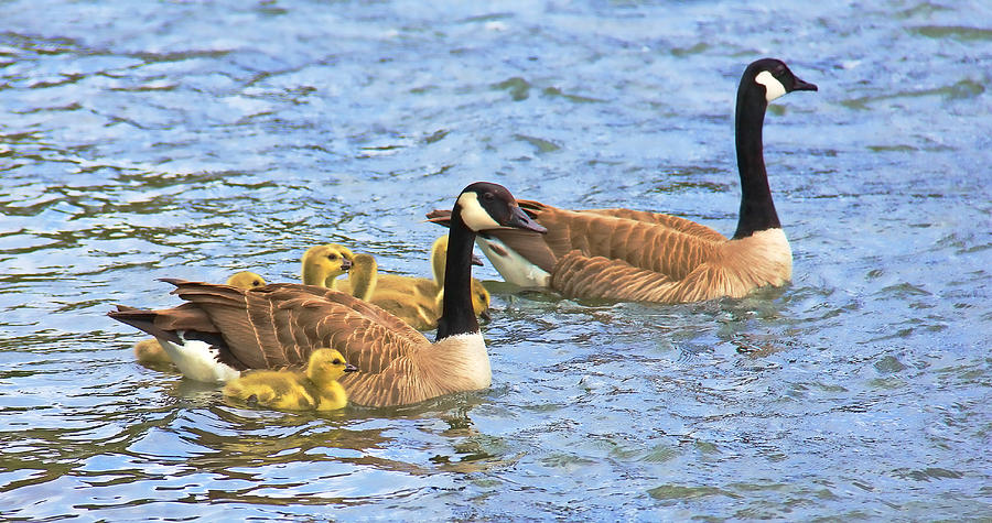 Canada Geese and Goslings Blue waters Photograph by Jennie Marie Schell
