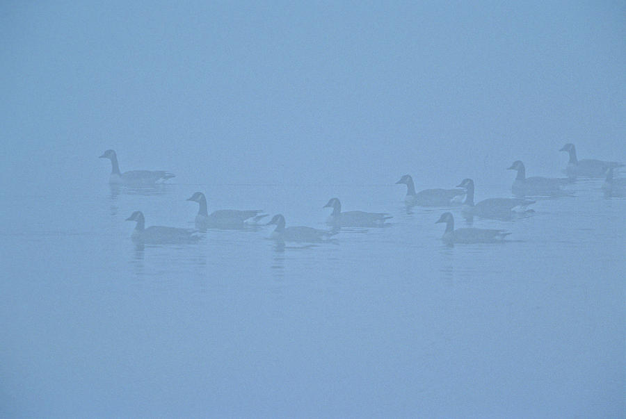 Geese Photograph - Canadian Geese, Blackwater National by Peter Essick