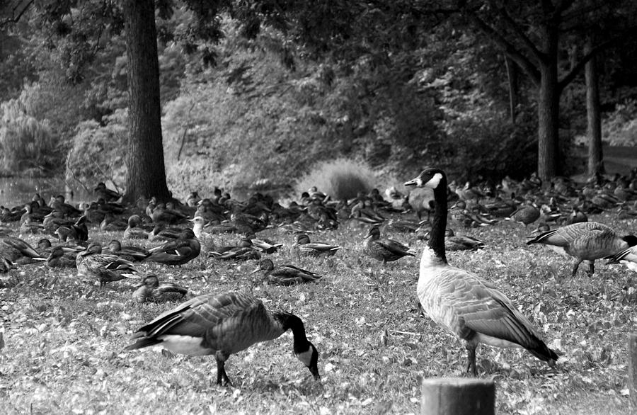 Canadian Geese Photograph by Bob Pardue