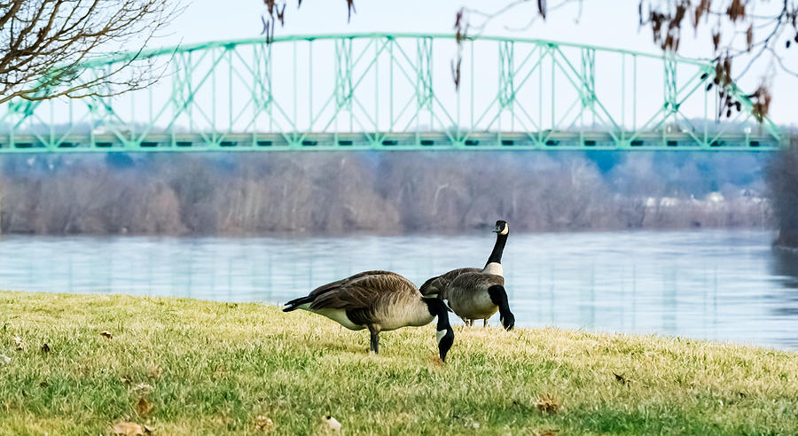 Canada Geese by the Ohio River Photograph by Holden The Moment