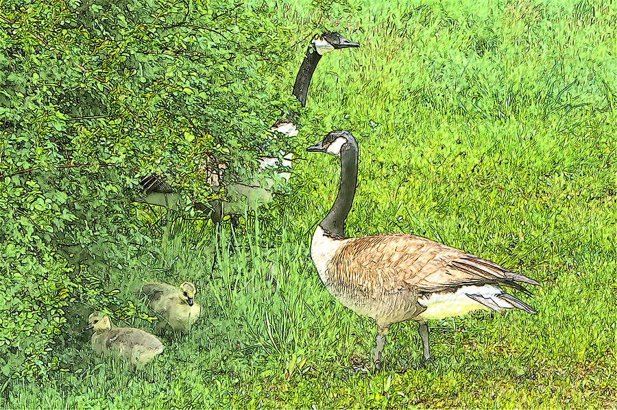Canadian Geese Color Pencil Photograph by Constantine Gregory