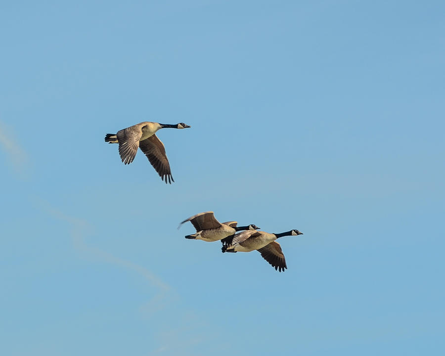 Canada Geese Photograph by Greni Graph