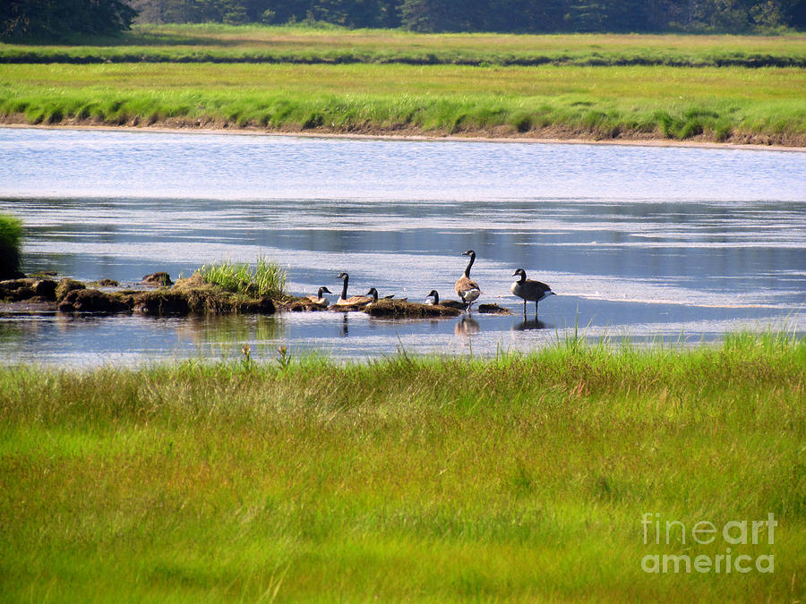 Acadia National Park Photograph - Canadian Geese Family by Elizabeth Dow