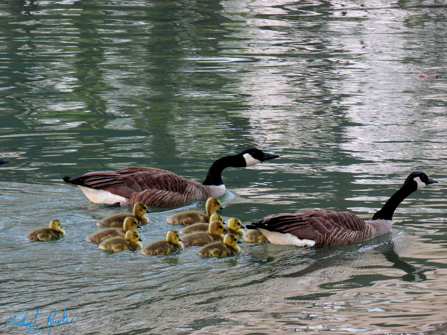 Geese Photograph - Canadian Geese Family by Michael Rucker