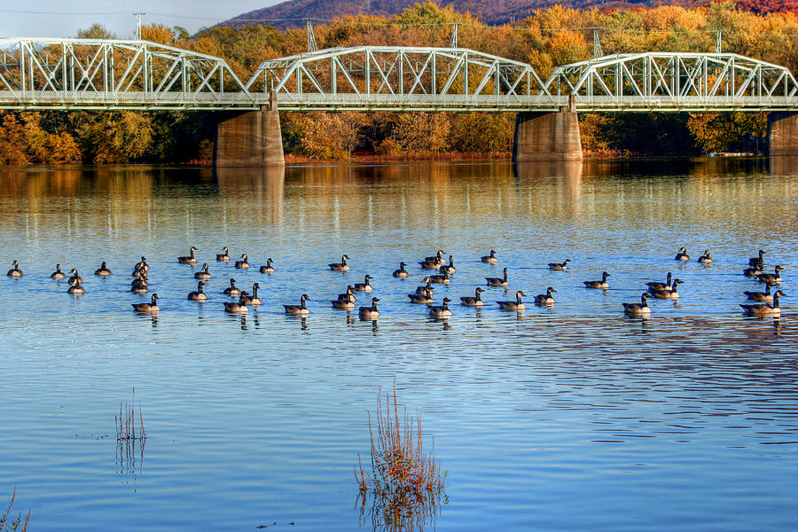 Canadian Geese Flock To The Old Arch Street Bridge  Photograph by Gene Walls