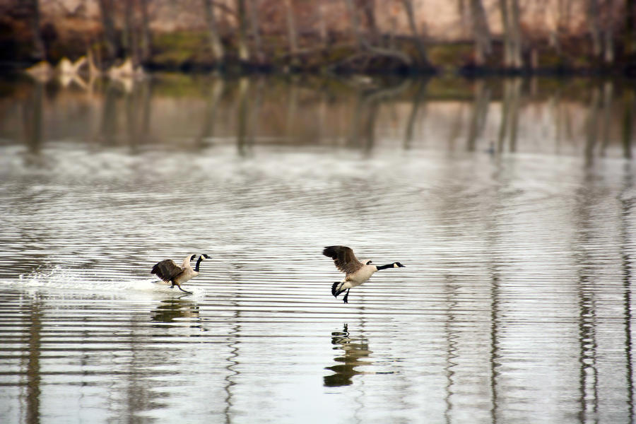 Canadian Geese flying Photograph by Tracy Winter