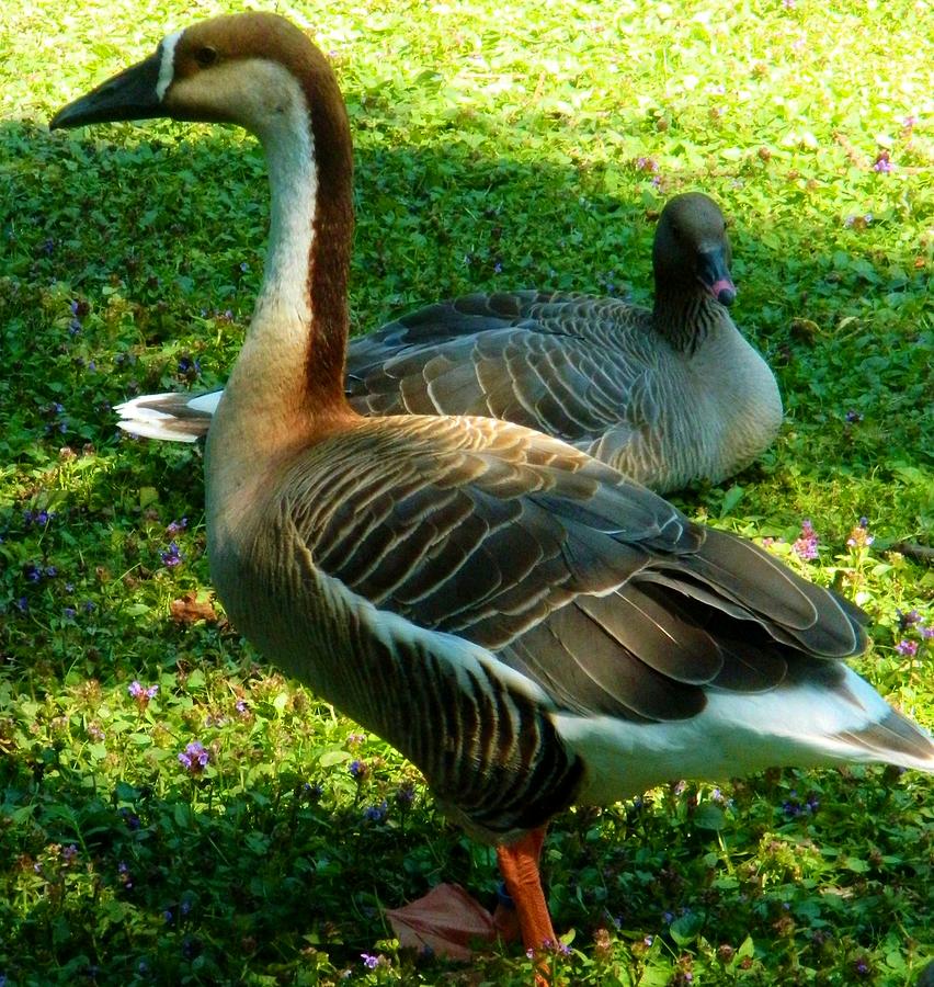 Canadian Geese Sculpture by Gunter Hortz