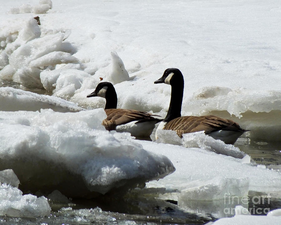 Canadian Geese Icebreakers Photograph by Kristen Fox