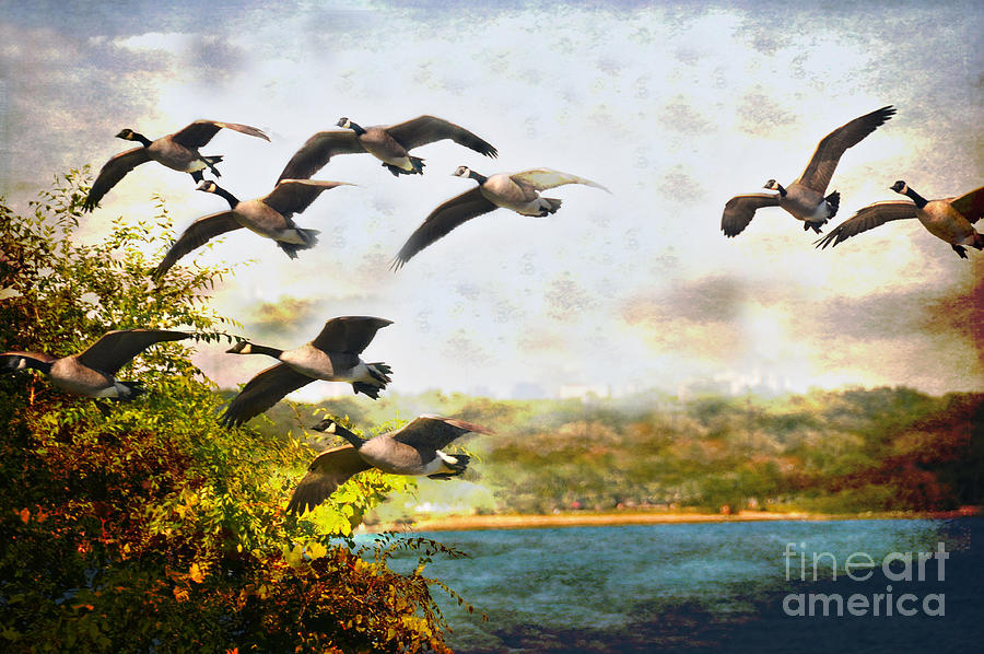 Canadian Geese in Flight  Photograph by Elaine Manley