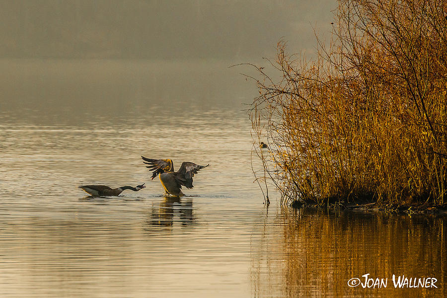 Canadian Geese in the Morning Sun Photograph by Joan Wallner