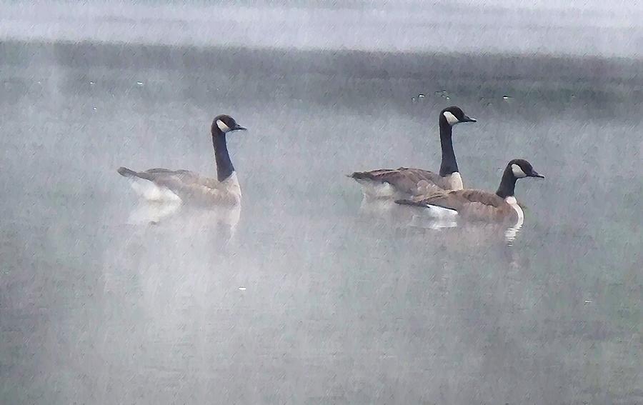 Canadian Geese Photograph by Joy Nichols
