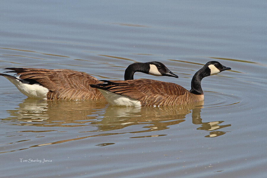 Canadian Geese Mates Photograph by Tom Janca