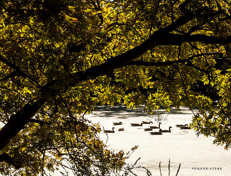Canadian Geese of The Wetlands Photograph by Verana Stark