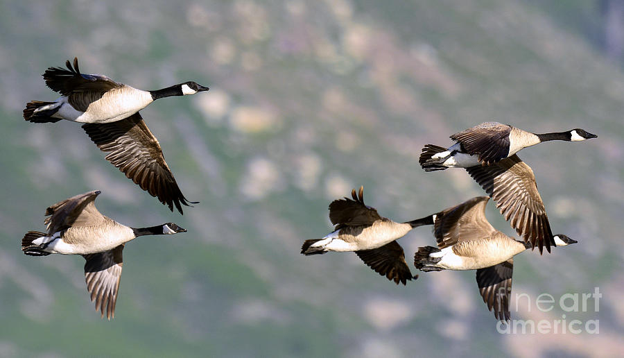 Canadian Geese of the Wing Photograph by Dennis Hammer