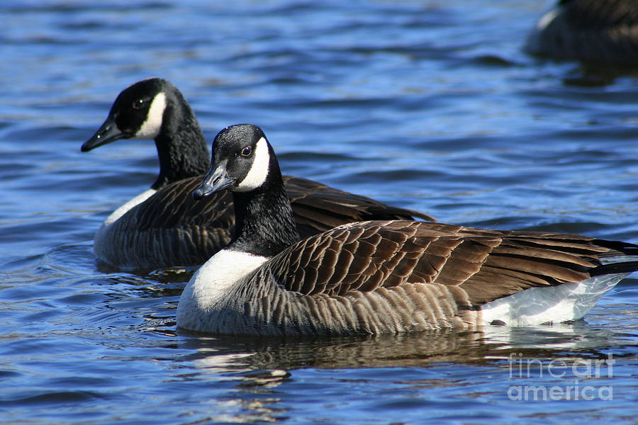Canadian Geese Pair  Photograph by Neal Eslinger