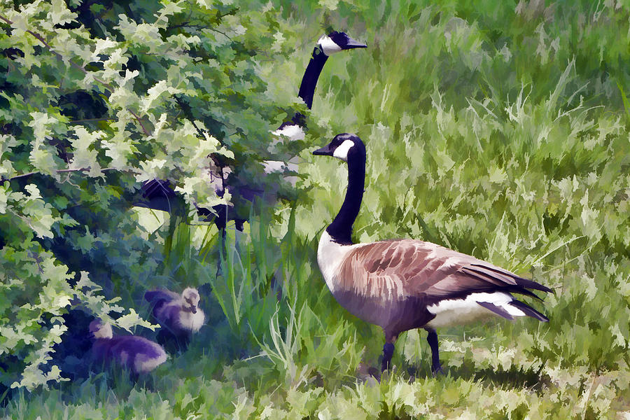 Canadian Geese Pastel Photograph by Constantine Gregory