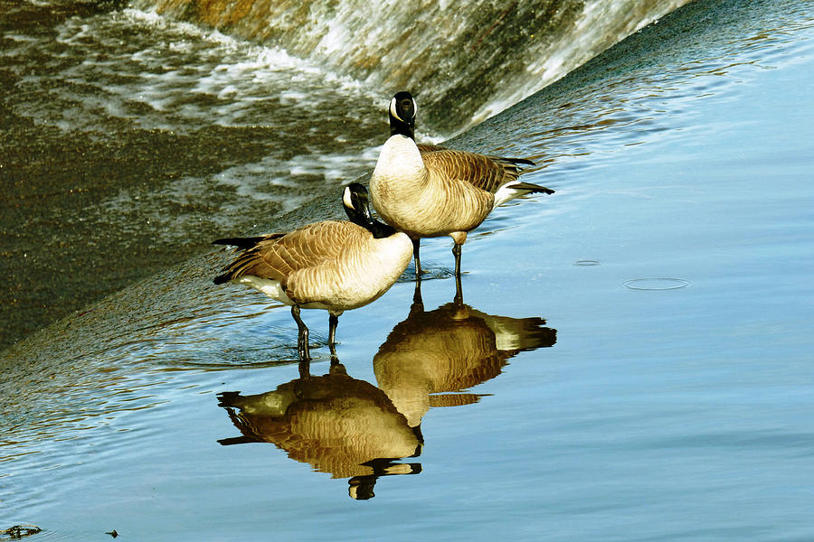 Canadian Geese Reflecting Photograph by Pamela Patch