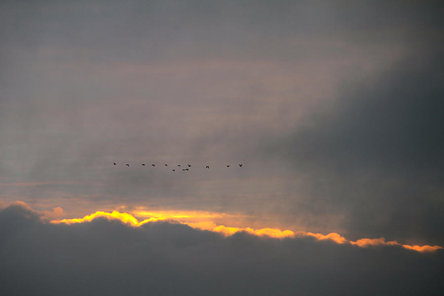 Canadian Geese Sunrise Photograph by Ed Riche