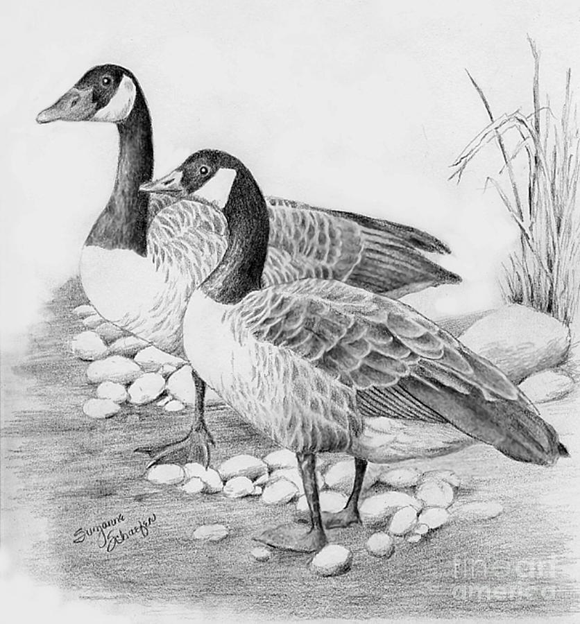 Canadian Geese  Drawing by Suzanne Schaefer