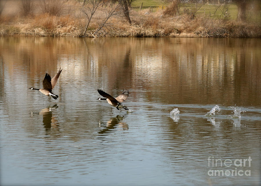 Canadian Geese Takeoff Photograph by Carol Groenen