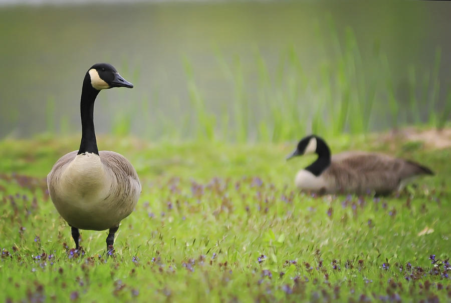 Canadian Geese Photograph by Terry DeLuco