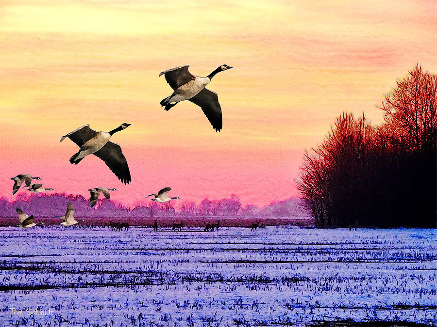 Canadian Geese Painting By Tom Schmidt - Fine Art America