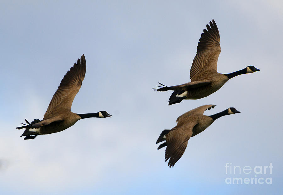Geese Photograph - Canadian Geese Trio by Michael Dawson