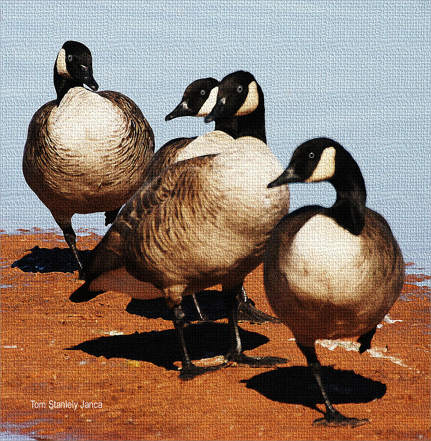 Canadian Geese  Visit Arizona Photograph by Tom Janca