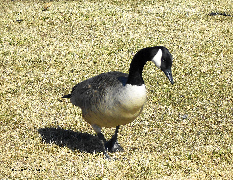 Goose Photograph - Canadian Goose 1 by Verana Stark