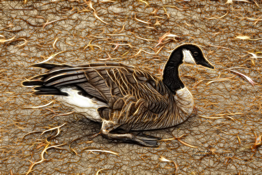 Canadian goose 9279 F S Digital Art by James Ahn