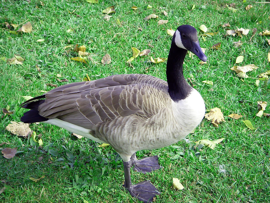Canadian Goose Photograph by Aimee L Maher ALM GALLERY