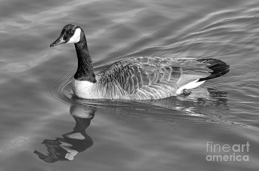 Nature Photograph - Canadian Goose by Bernd Laeschke