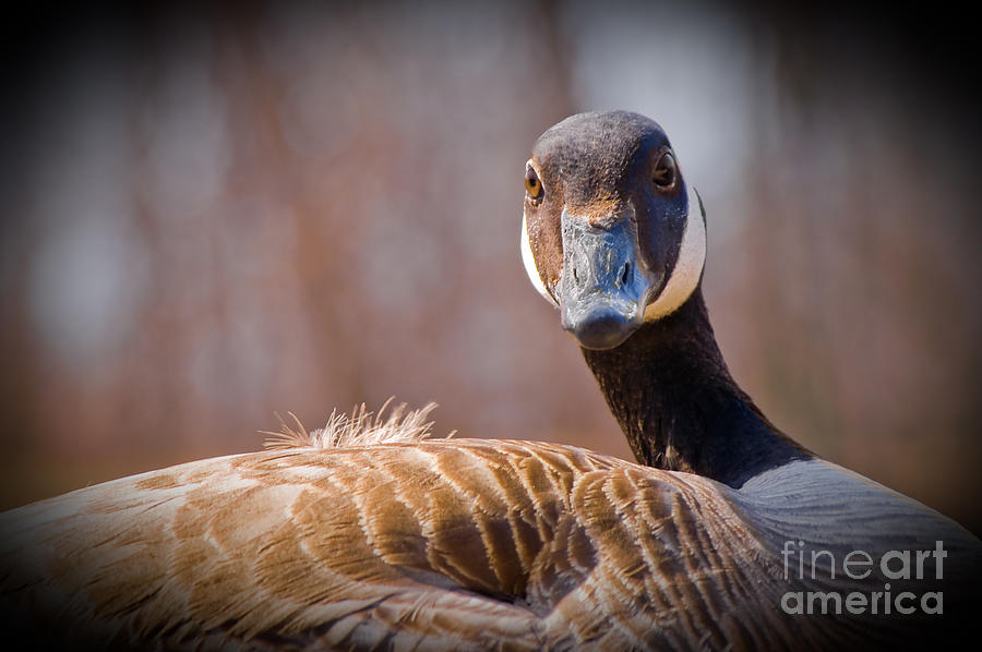 Canadian Goose Photograph by Bob Mintie