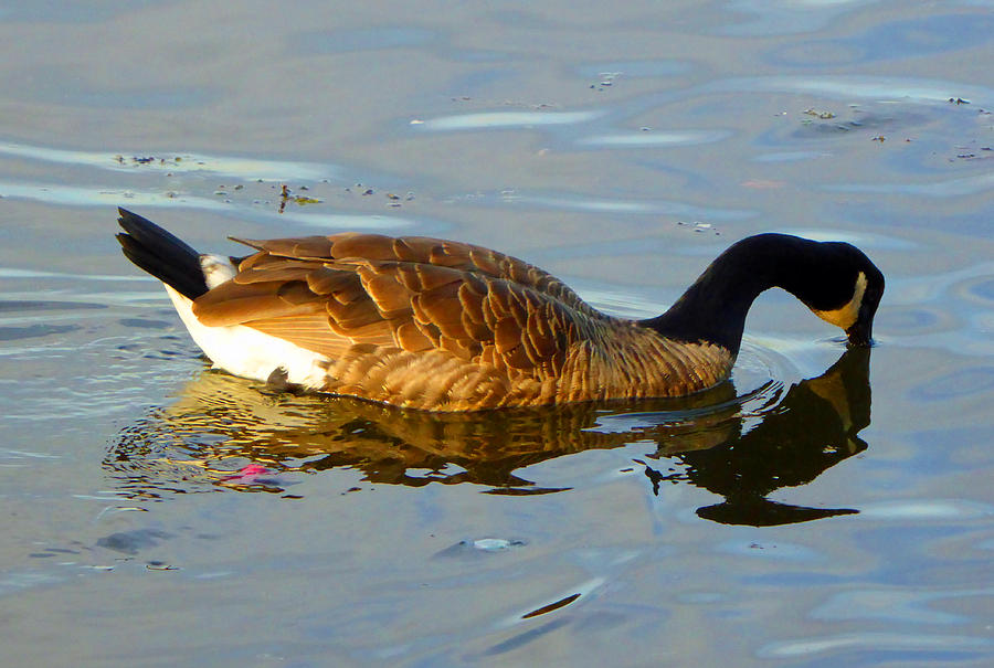 Canadian Goose C Photograph by Laurie Tsemak