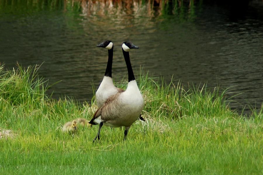 Canadian Goose Family Photograph by Greni Graph