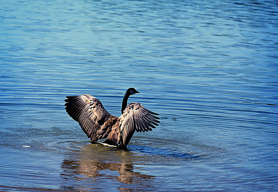Canadian Goose Flapping Wings In The Water  Photograph by Maria Angelica Maira
