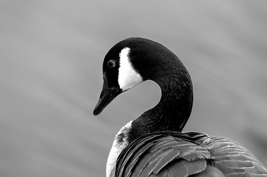 Canadian Goose in Black and White Photograph by Frank Bright