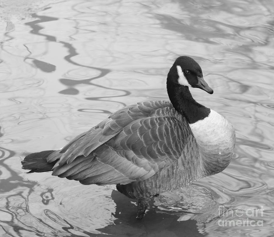 Canadian Goose In Black and White Photograph by John Telfer