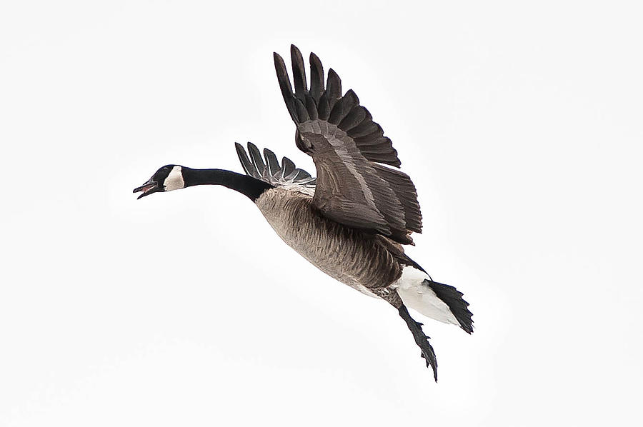 Canadian Goose In Flight Photograph by © Justin Lo