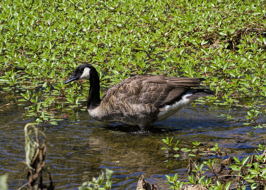 Canadian Goose in the Shallows Photograph by Kathy Clark