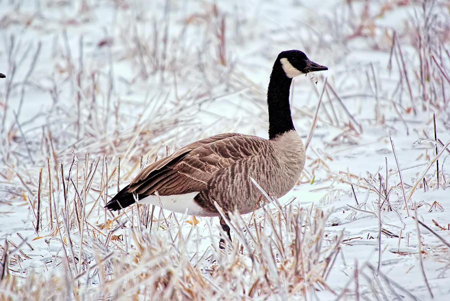 Canadian Goose in Winter Snow Photograph by Alan Hutchins
