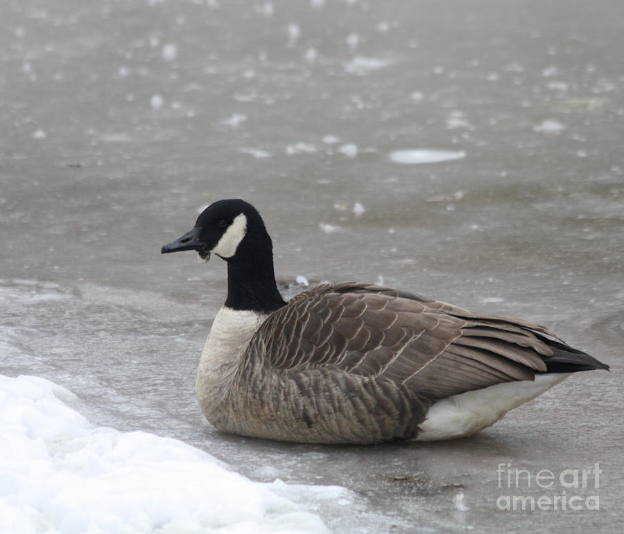 Canadian Goose In Winter Time In Manhassett Park Photograph by John Telfer